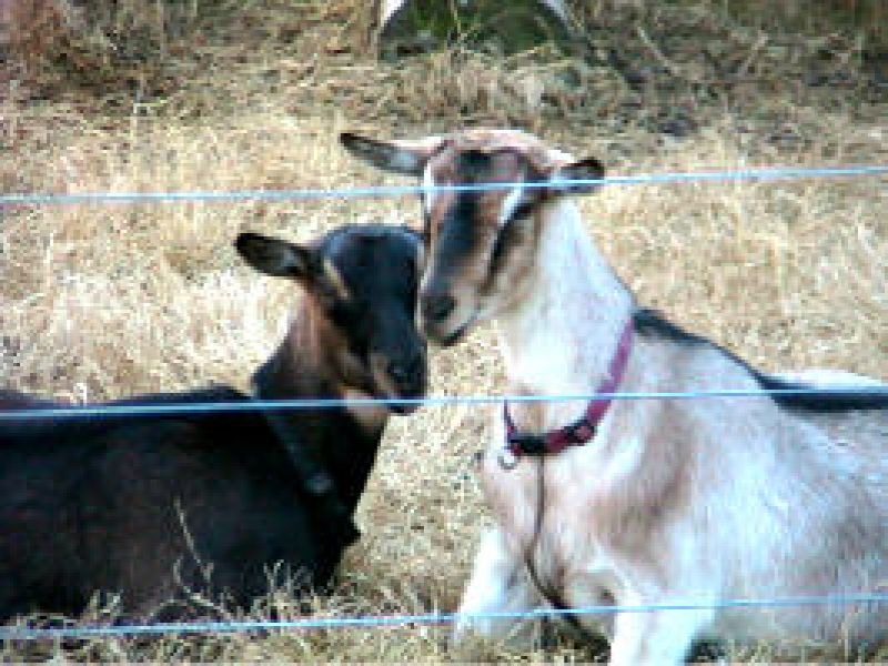 Nature’s Way Farm and Seafood